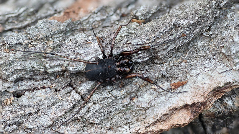 Phalangiidae: Zacheus crista, maschio